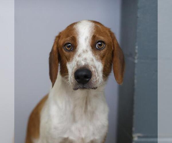 Medium Photo #1 Mutt Puppy For Sale in San Antonio, TX, USA