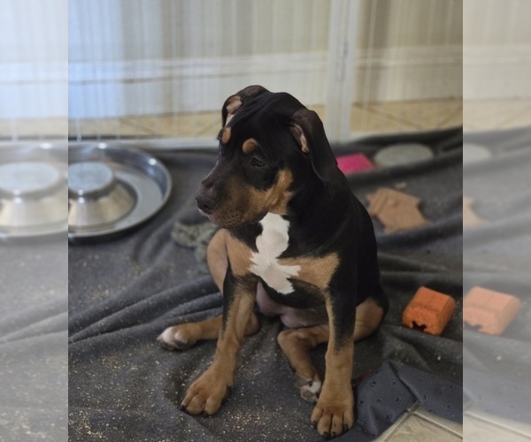 Medium Photo #2 American Bully Puppy For Sale in SAN JOSE, CA, USA
