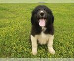 Small Photo #3 Border Collie-Great Pyrenees Mix Puppy For Sale in SHAWNEE, OK, USA