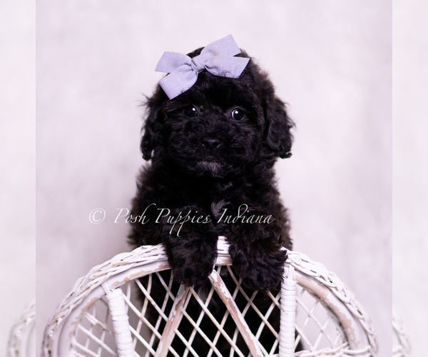 Medium Photo #5 Poodle (Toy) Puppy For Sale in WARSAW, IN, USA