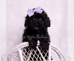 Small Photo #66 Poodle (Toy) Puppy For Sale in WARSAW, IN, USA