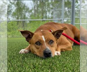 Mutt Dogs for adoption in Shelburne, VT, USA