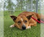 Blondie - Female Mutt Dog for Adoption - Small photo