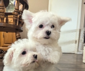 Maltese Puppy for sale in BEATRICE, NE, USA