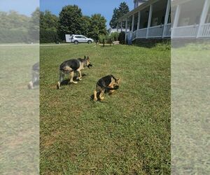 German Shepherd Dog Puppy for sale in LYNCH STATION, VA, USA