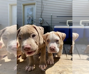 American Bully Puppy for sale in COLUMBUS, OH, USA