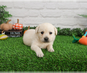 Labrador Retriever Puppy for sale in SYRACUSE, IN, USA