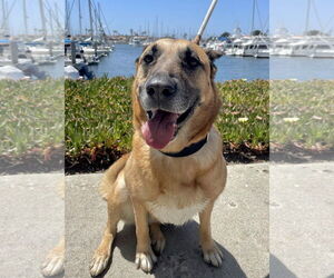 Grizzly - Female German Shepherd Dog-Unknown Mix Dog for Adoption - Photo #3