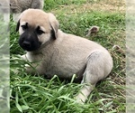 Small Photo #1 Anatolian Shepherd Puppy For Sale in ROBSTOWN, TX, USA