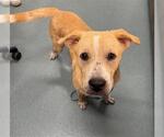 Small American Pit Bull Terrier-Labrador Retriever Mix