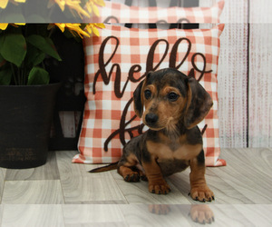 Dachshund Puppy for sale in MARIETTA, GA, USA