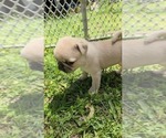 Small Photo #26 Pug Puppy For Sale in HILLSDALE, MI, USA
