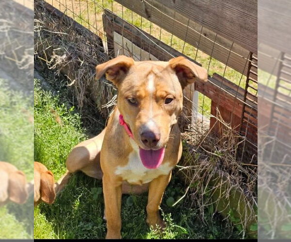Medium Photo #3 American Pit Bull Terrier-Labrador Retriever Mix Puppy For Sale in Munford, TN, USA