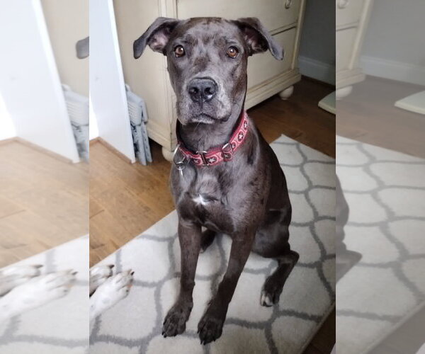 Medium Photo #18 Great Dane-Unknown Mix Puppy For Sale in Huntersville, NC, USA