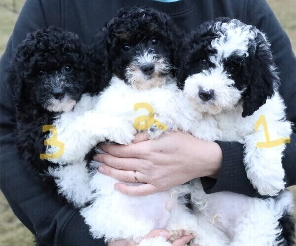 Medium Photo #2 Bernedoodle (Miniature) Puppy For Sale in BOSWELL, IN, USA