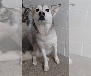 Siberian Husky Dogs for adoption in Houston, TX, USA