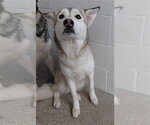 A663930 - Female Siberian Husky Dog for Adoption - Small photo