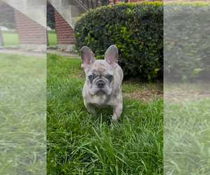 French Bulldog Puppy for sale in NAUGATUCK, CT, USA