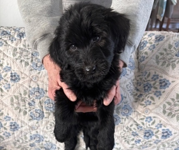 Medium Photo #40 Schnoodle (Giant) Puppy For Sale in ANDERSON, CA, USA