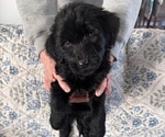 Small Photo #40 Schnoodle (Giant) Puppy For Sale in ANDERSON, CA, USA