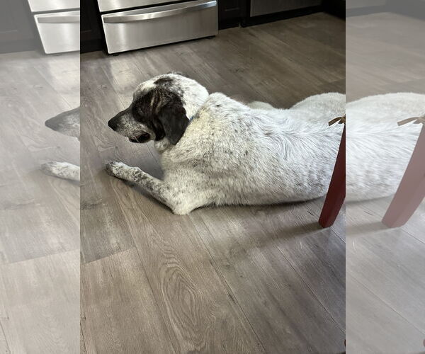 Medium Photo #10 Great Pyrenees-Unknown Mix Puppy For Sale in Bend, OR, USA