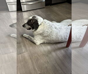 Bolt - Male Pyrenees Catahoula Dog for Adoption - Photo #10