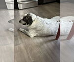 Small #9 Great Pyrenees Mix
