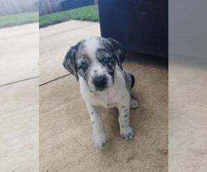 Australian Shepherd-German Wirehaired Pointer Mix Puppy for Sale in OREGON CITY, Oregon USA
