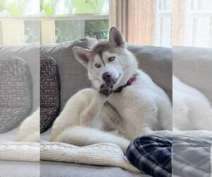 Zeus - Male Siberian Husky Dog for Adoption - Photo #2