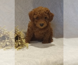 Poodle (Toy) Puppy for sale in MILFORD, IN, USA