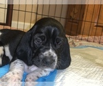 Small Photo #3 Basset Hound Puppy For Sale in MONTREAL, MO, USA