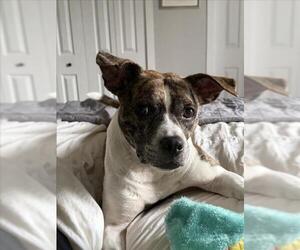 BLITZEN - Male American Pit Bull Terrier Dog for Adoption - Photo #3