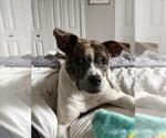 Small Photo #3 American Pit Bull Terrier Puppy For Sale in Derwood, MD, USA