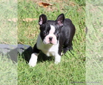 Elliot - Male Boston Terrier Puppy for Sale - Photo #5