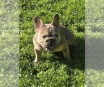 Small #3 French Bulldog