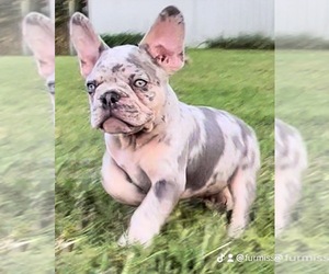 French Bulldog Dog for Adoption in HARTSVILLE, Tennessee USA
