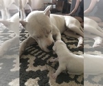 Small Photo #4 Dogo Argentino Puppy For Sale in BEAUMONT, CA, USA