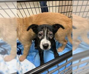 Labrador Retriever-Unknown Mix Dogs for adoption in Conroe, TX, USA