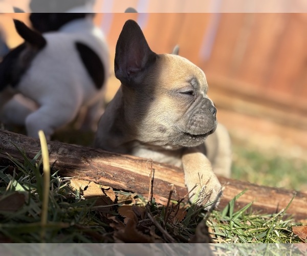Medium Photo #6 French Bulldog Puppy For Sale in NORTH LAS VEGAS, NV, USA