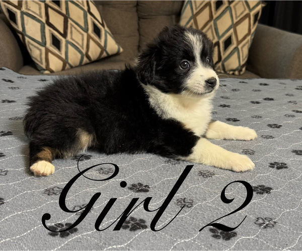 Medium Photo #78 Miniature Australian Shepherd Puppy For Sale in SALISBURY, NC, USA