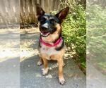 Small #1 German Shepherd Dog