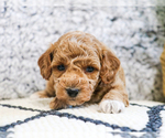 Small Photo #18 Poodle (Toy) Puppy For Sale in SYRACUSE, IN, USA