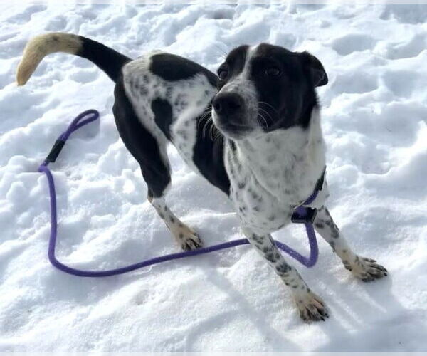 Medium Photo #3 Mutt Puppy For Sale in Westmont, IL, USA