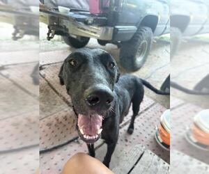 Labrador Retriever-Unknown Mix Dogs for adoption in San Antonio, TX, USA