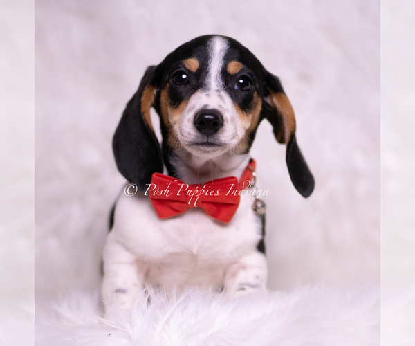 Medium Photo #1 Dachshund Puppy For Sale in WARSAW, IN, USA
