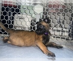 Small Photo #9 Belgian Malinois Puppy For Sale in REESEVILLE, WI, USA