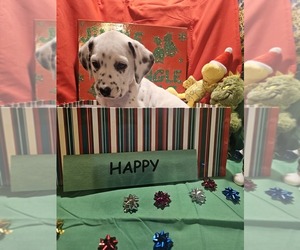 Dalmatian Puppy for sale in FRANKLIN, KY, USA