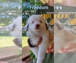 Puppy Freedom Miniature Australian Shepherd