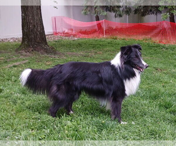 Medium Photo #2 Mutt Puppy For Sale in Columbus, OH, USA