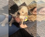 Small #4 Golden Retriever